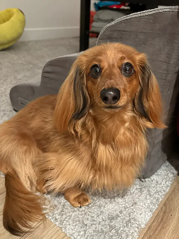 Uploaded pet photo
